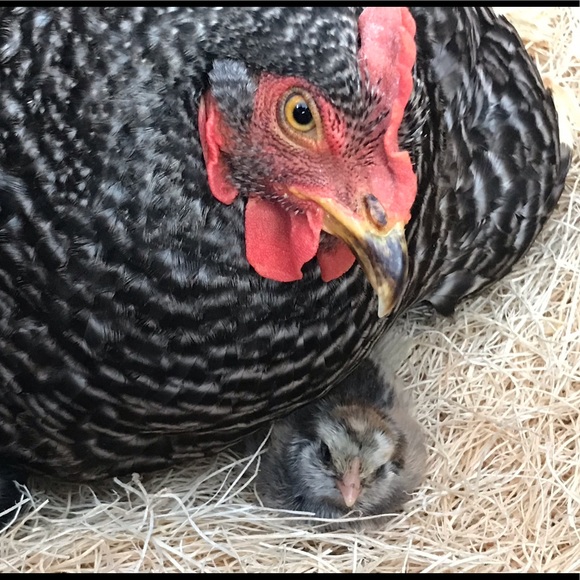 Take advantage of my of shopping addiction. - Picture 5 of 5